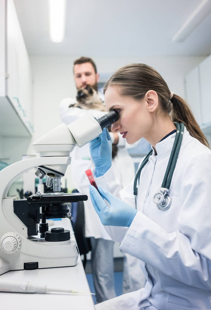 Assistente de laboratório e veterinário examinando amostras de tecidos de um c
 - Foto, Imagem