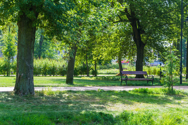 grüne Bäume in einem öffentlichen Park im Sommer - Foto, Bild