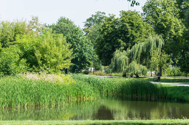 Green park lake scenery wth a willow tree and bulrush - Foto, imagen