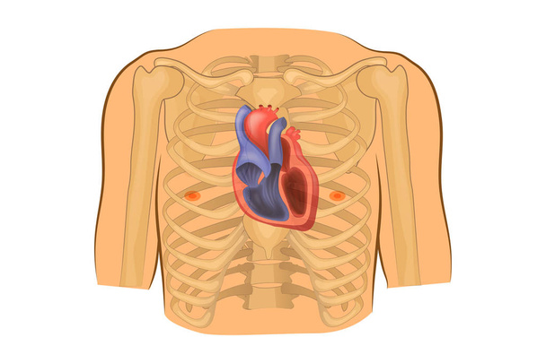 Corazón en el pecho
 - Vector, imagen