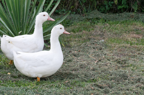 Un grupo de patos blancos están en la orilla del estanque
 - Foto, imagen