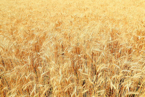 golden wheat field - Foto, Imagem