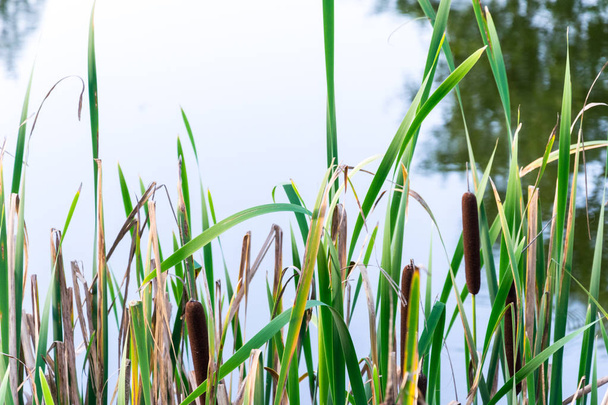 Campo verde de typha angustifolia o Cattail o bulrush en wetla
 - Foto, Imagen