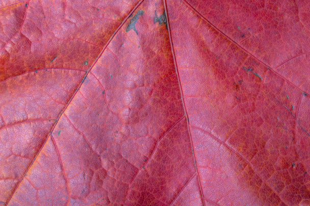 Maple red leaf macro - Fotó, kép