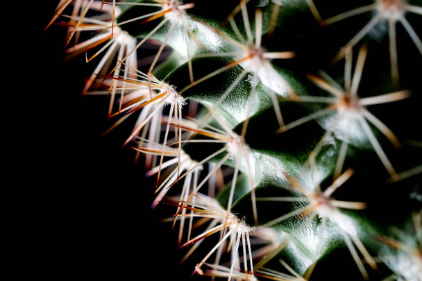 Texture of Cactus plant close-up on black background . soft focu - Фото, зображення