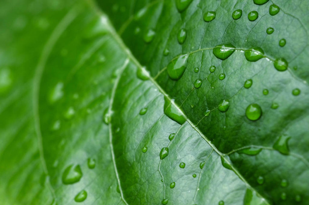 background texture green Leaf and water drop soft focus - Фото, изображение