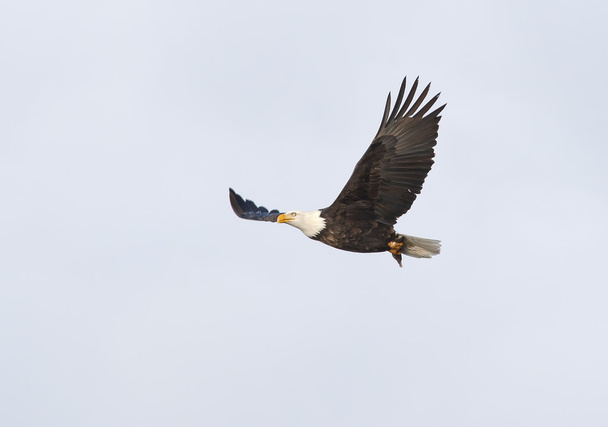 Bald eagle in flight. - Photo, Image