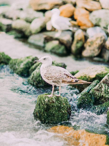 The gull is sitting on the stone overgrown with moss at the background of the sea and mountains. - Zdjęcie, obraz