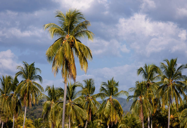 Palms wybrzeża  - Zdjęcie, obraz