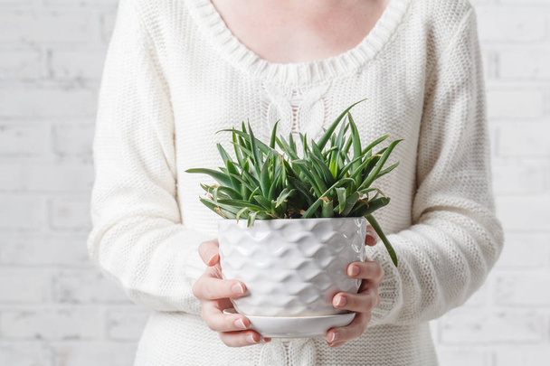 Hand holding pot of succulent plant - Zdjęcie, obraz