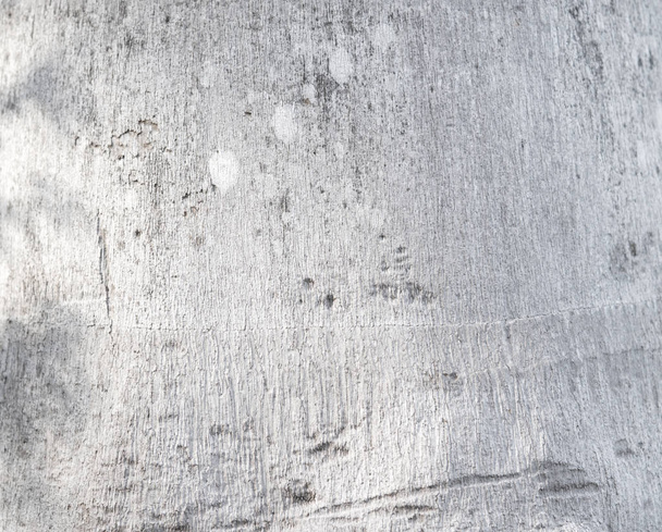 White palm bark texture - Foto, Bild