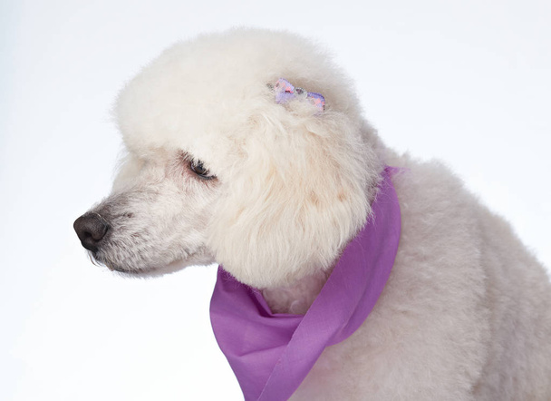 Portrait de profil de chien caniche toiletté
 - Photo, image