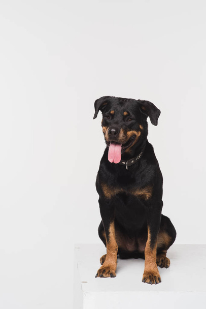 Portrait of a Rottweiler on a white background - 写真・画像