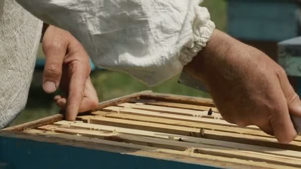 Hardworking Bees On Honeycomb - Záběry, video