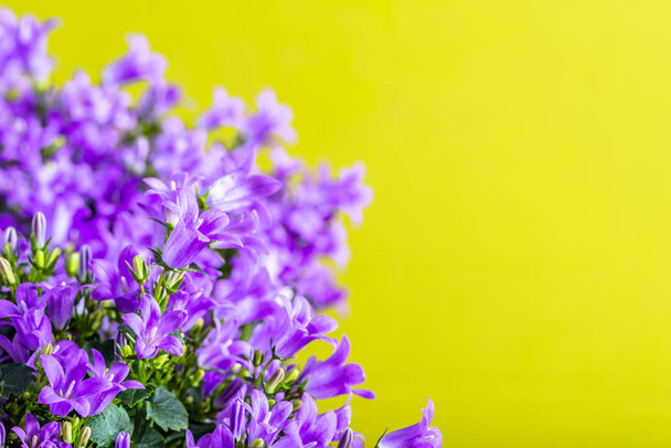 Spring flowers background with copy space. - Фото, изображение
