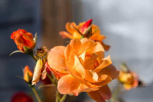 fal ablak közelében szép virágzó rózsabokor - Fotó, kép