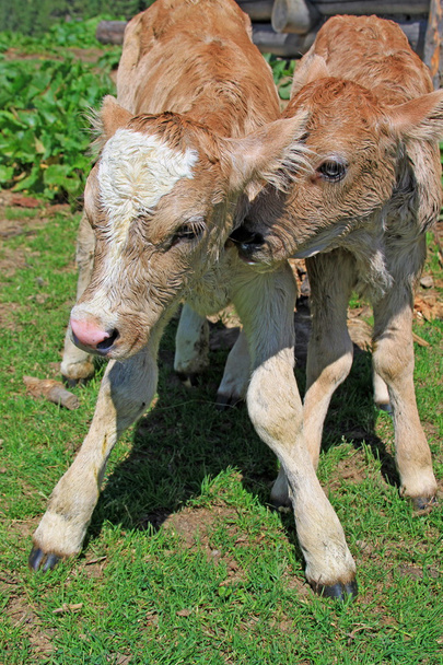 Newborn twins of calf on a summer pasture - Photo, Image