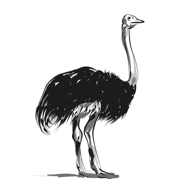 Vector sketch ostrich - Vetor, Imagem