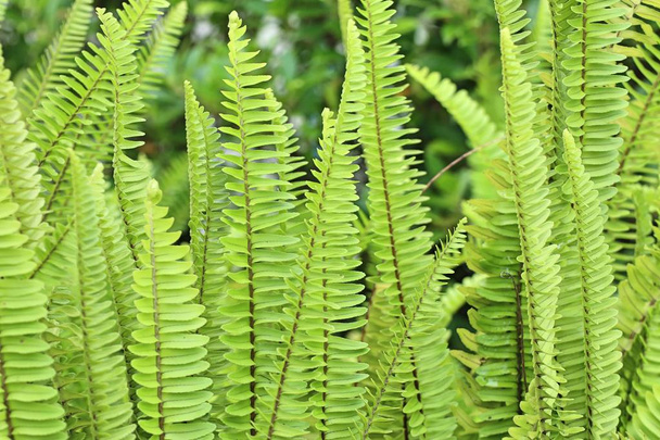green fern in nature - Photo, Image