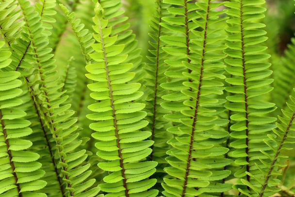 зелена папороть в природі
 - Фото, зображення