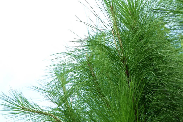 Pine tree in nature - Photo, Image