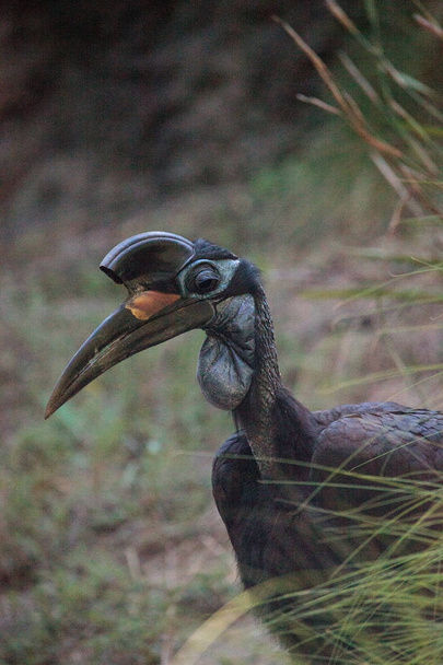Abyssinian ground hornbill, Bucorvus abyssinicus, bird - Photo, Image