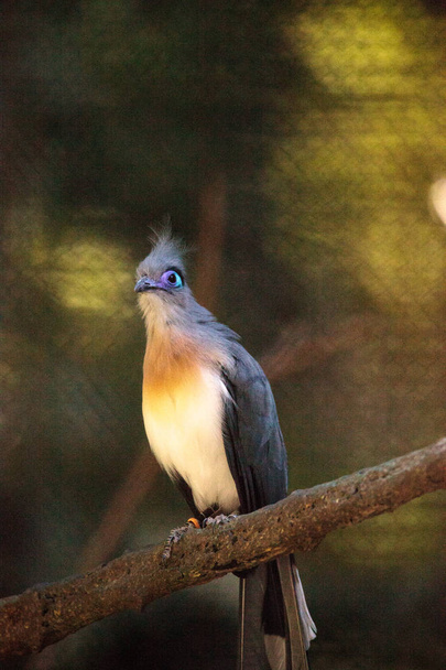 Λοφιοφόρη coua πουλί που ονομάζεται Coua cristata  - Φωτογραφία, εικόνα