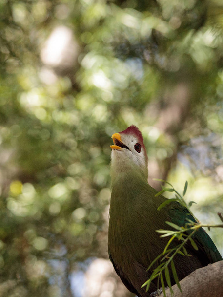 Red-crested turaco called Tauraco erythrolophus - Photo, Image