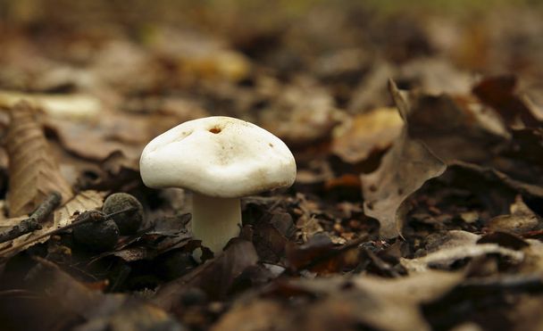 Foresta funghi foto
 - Foto, immagini