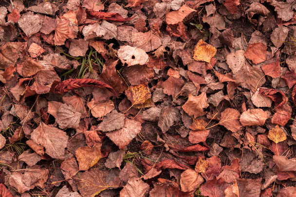 orange autumn background from fallen leaves of aspen - Photo, Image