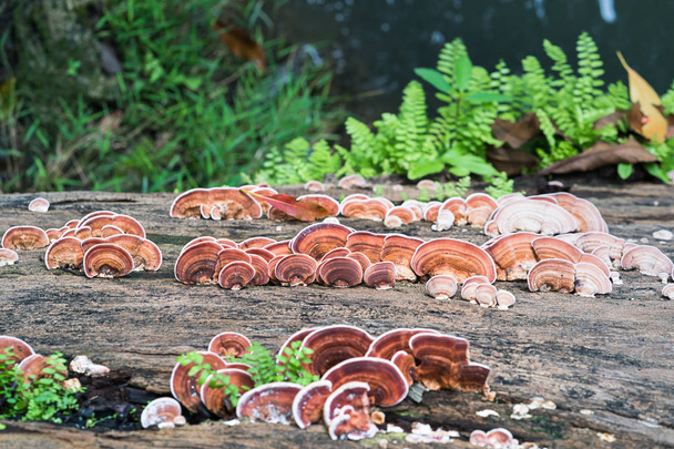 Крупный план гриба на древесине
 - Фото, изображение