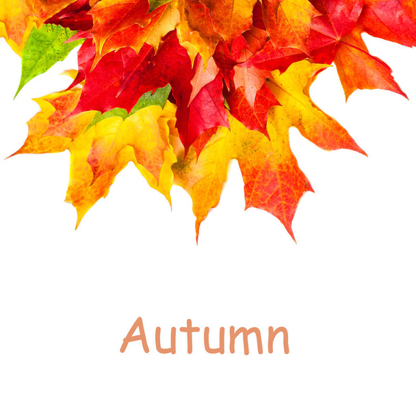Composição de outono com folhas de bordo amarelas isoladas em fundo branco. Cartão conceito Outono bonito com espaço de cópia
.  - Foto, Imagem