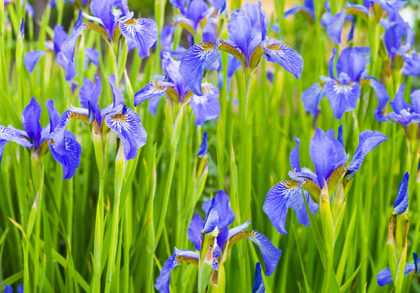 Irises. Detailní záběr květů duhovky. Květ duhovky - Fotografie, Obrázek