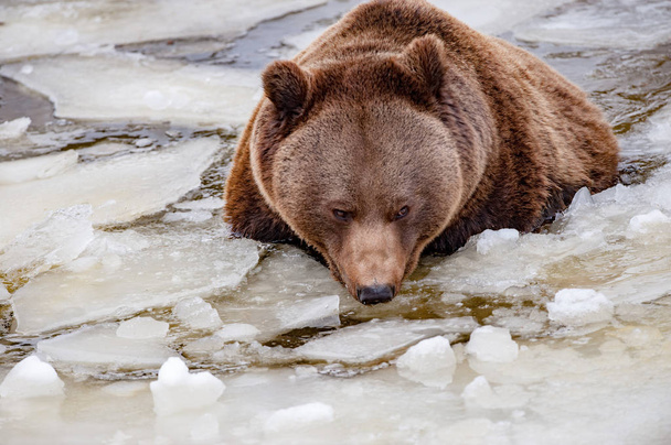 retrato urso no lago congelado
 - Foto, Imagem