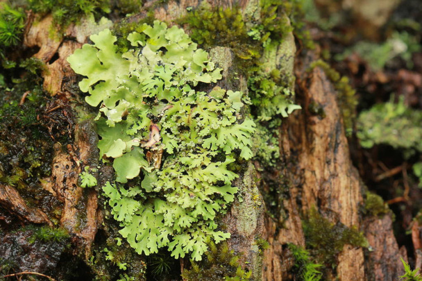 Lichen sur arbre gros plan
 - Photo, image