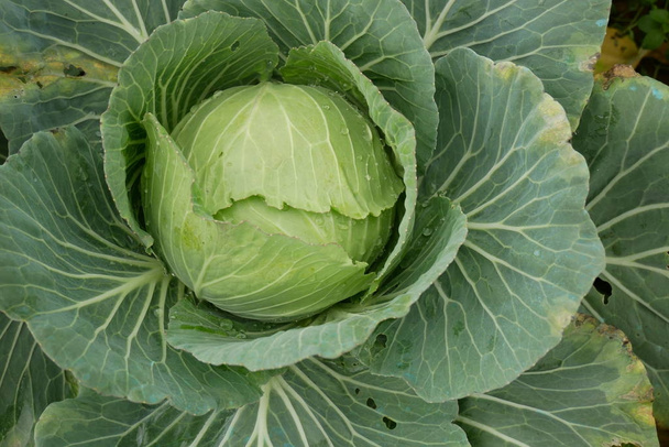 Cabbage vegetable close up - Photo, Image