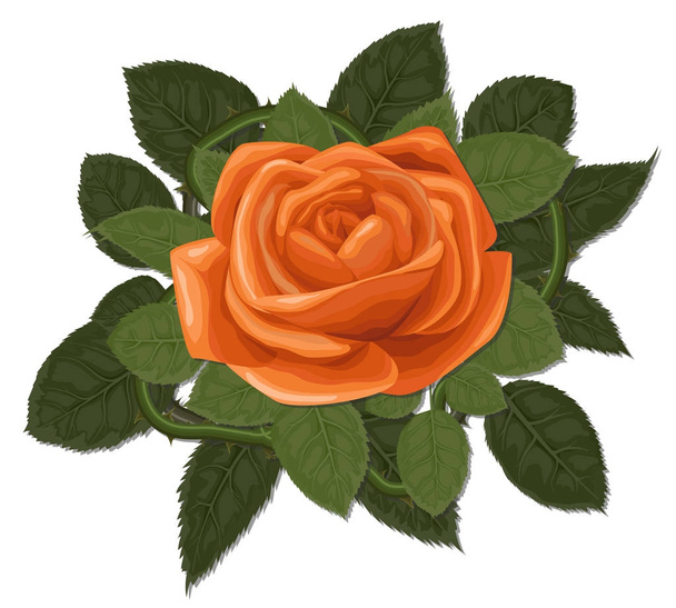 Vektor akvarell virág rózsa narancs virág, zöld levelek - Vektor, kép