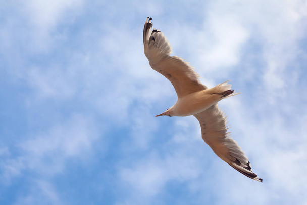 The gull in blue sky - Photo, image