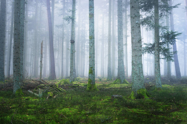 Floresta de pinheiros nebulosa escura com musgo
 - Foto, Imagem