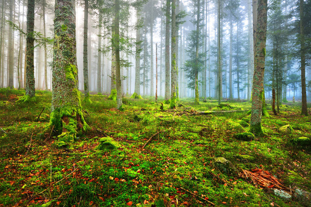 Scéna v lese temné zamlžených jehličnatých  - Fotografie, Obrázek