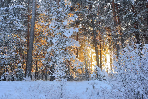 Winter wonderland in a snowy pine forest - Foto, immagini