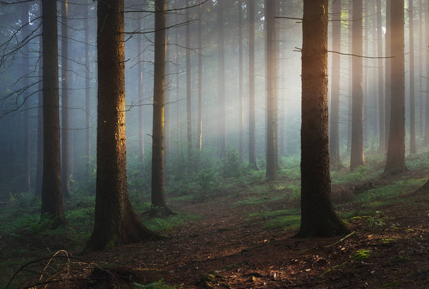 De stralen van de zon in een mistige mysterieuze bos - Foto, afbeelding