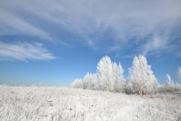 Birch tree forest covered with snow and rime - Photo, Image