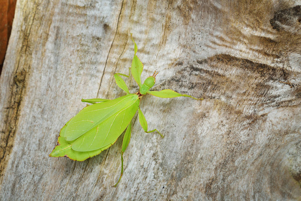 Зелёное листовидное насекомое Филлиум гигантский
 - Фото, изображение