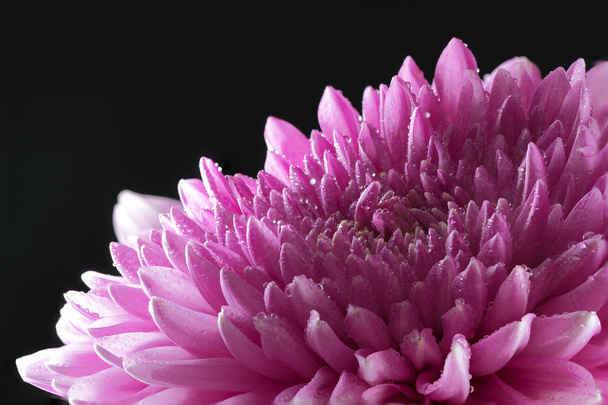 Flor de crisantemo con gotas de agua de cerca
 - Foto, Imagen