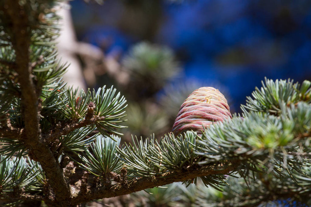 Pinecone de cedro libanês no parque botânico, Espanha
 - Foto, Imagem