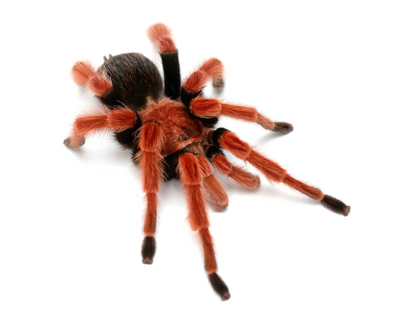 Birdeater tarantula spider Brachypelma boehmei  - Фото, зображення