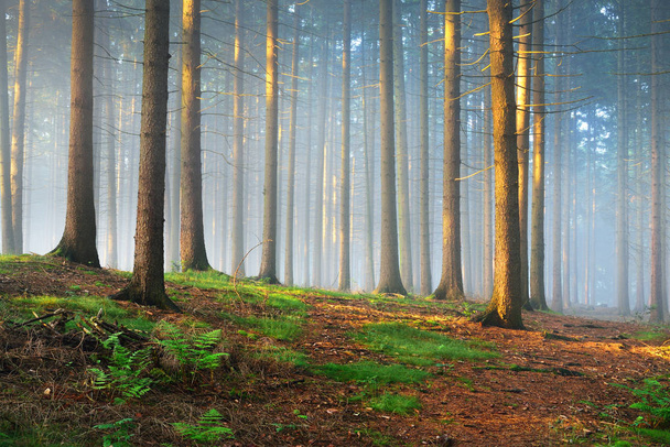 Sluneční paprsky v mlhavé tajemný les - Fotografie, Obrázek