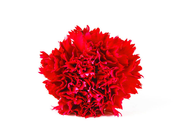 bela flor cravo vermelho isolado no fundo branco - Foto, Imagem