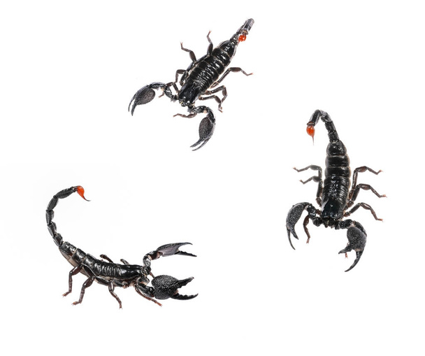 Skorpion pandinus imperator - Zdjęcie, obraz